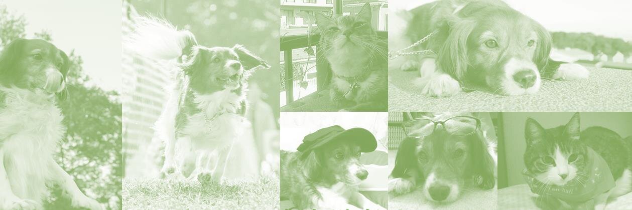 greenjack_staff's profile banner image