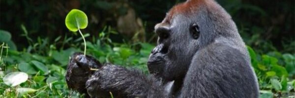 _ADOH Profile Banner