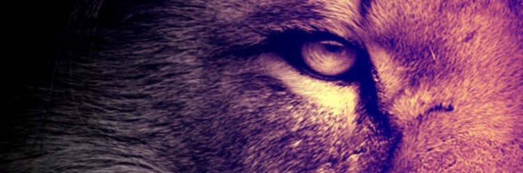 Copperhead2584's profile banner image