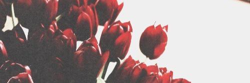 thosedolanboys's profile banner image