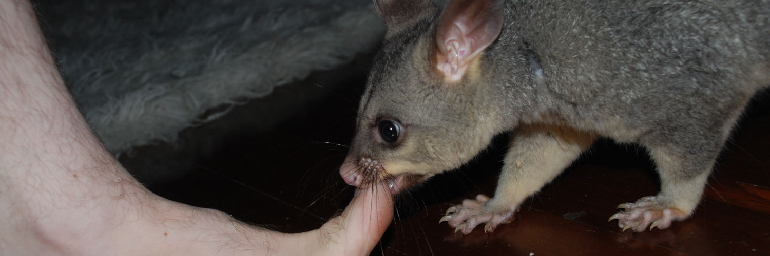 Possum TV banner