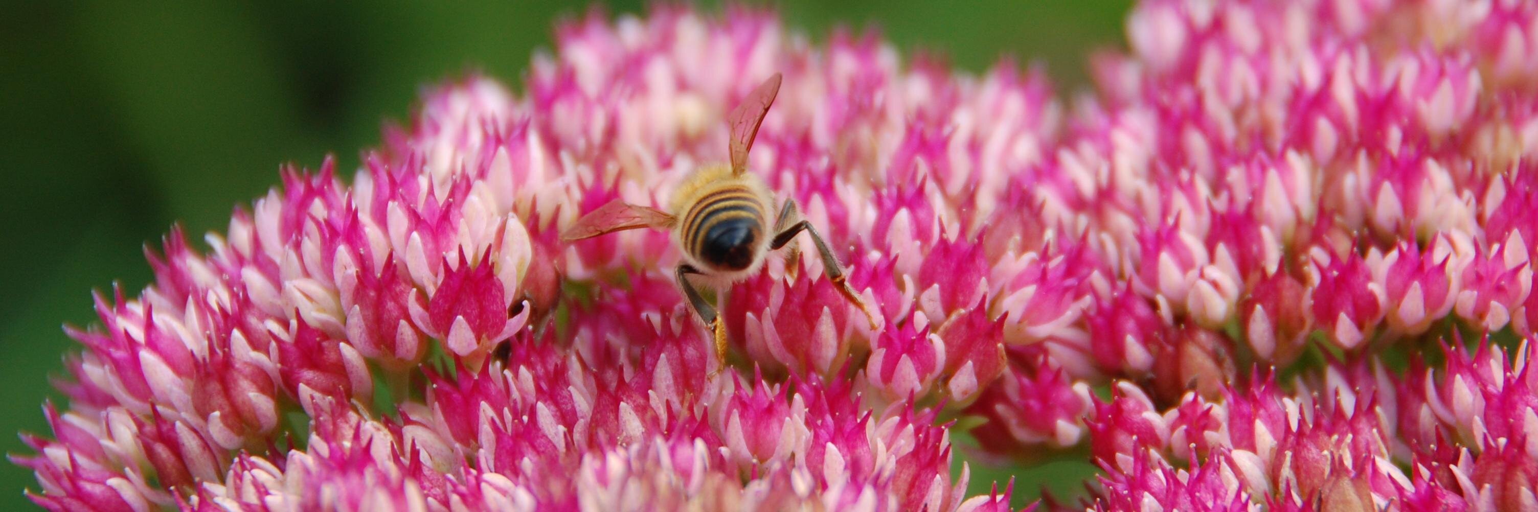 Elisabeth Lang banner