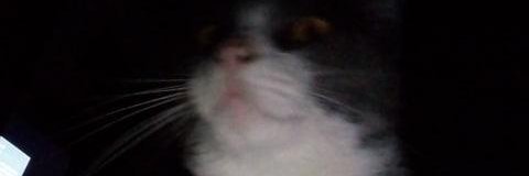 FranReynoso20's profile banner image