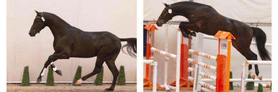 Dutchshowhorses's profile banner image