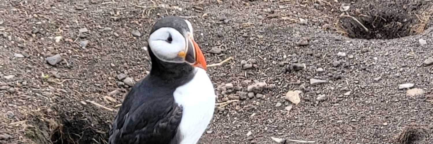 puffinneil's profile banner image