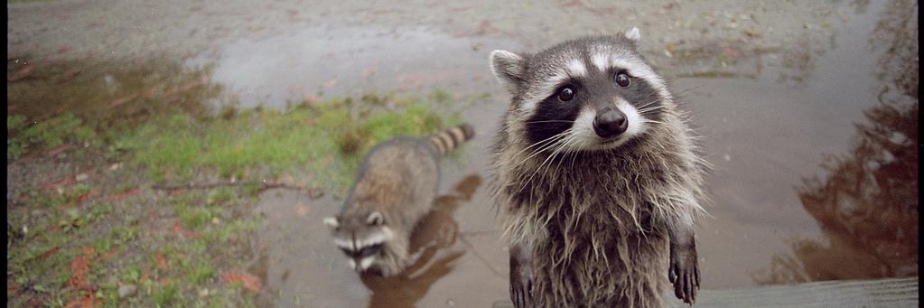 Wedge Anchilles 🧊 banner