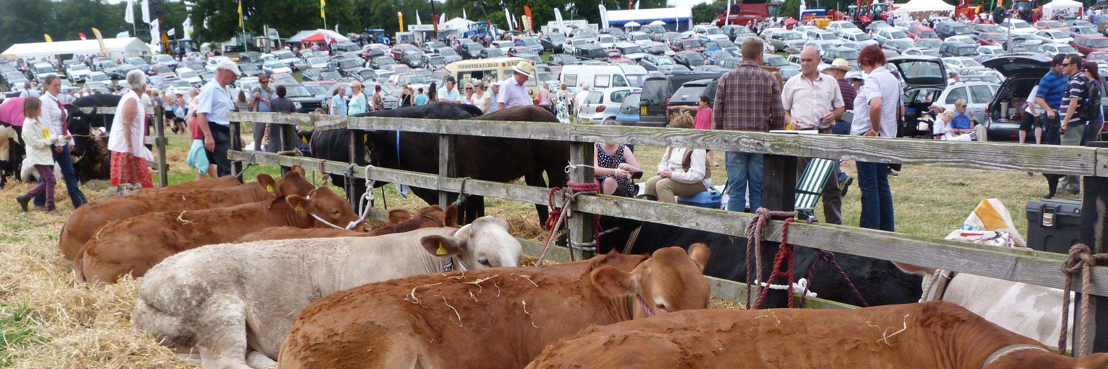 RyedaleShow's profile banner image