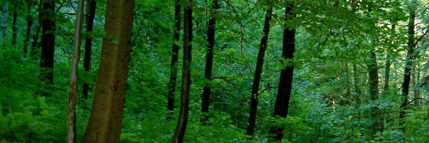 the_only_misha's profile banner image