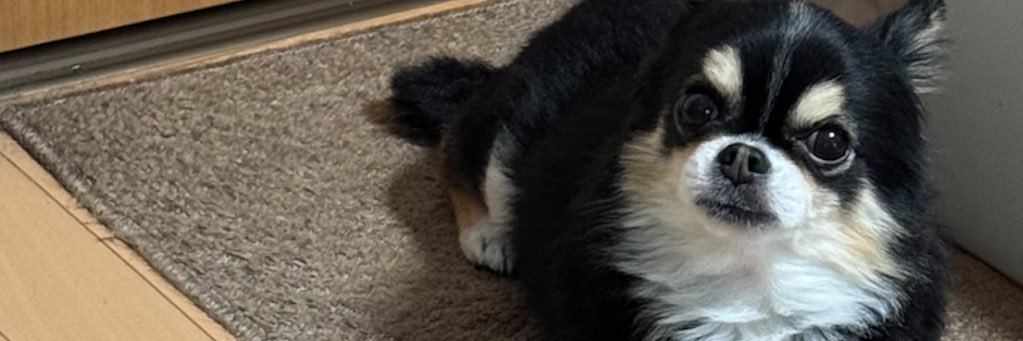 gomibukurosan's profile banner image