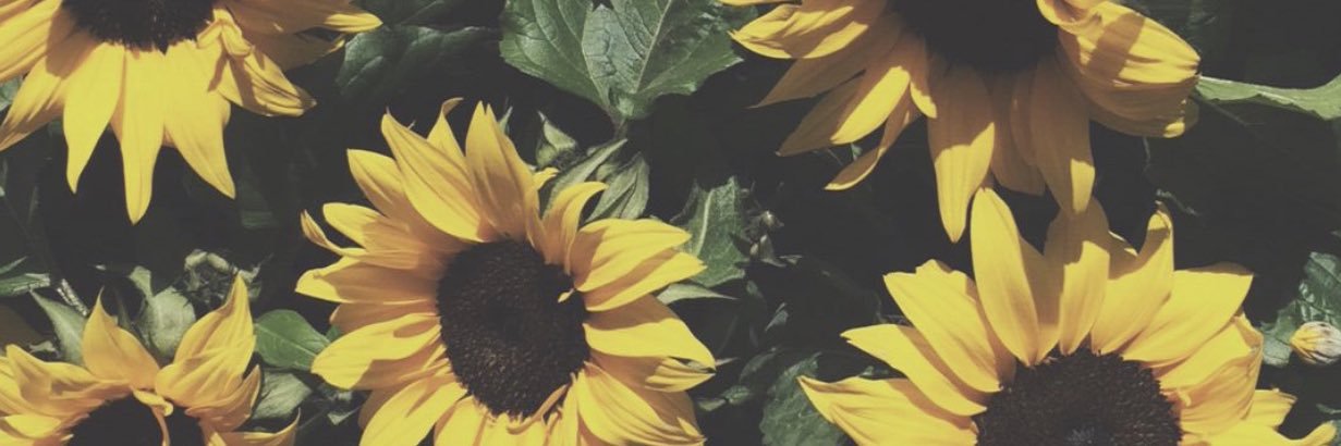ilsebaybee's profile banner image