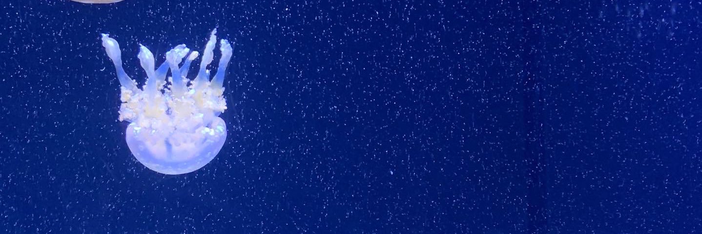 AFI_Aust's profile banner image