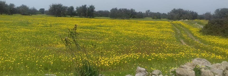 hasimaltan's profile banner image