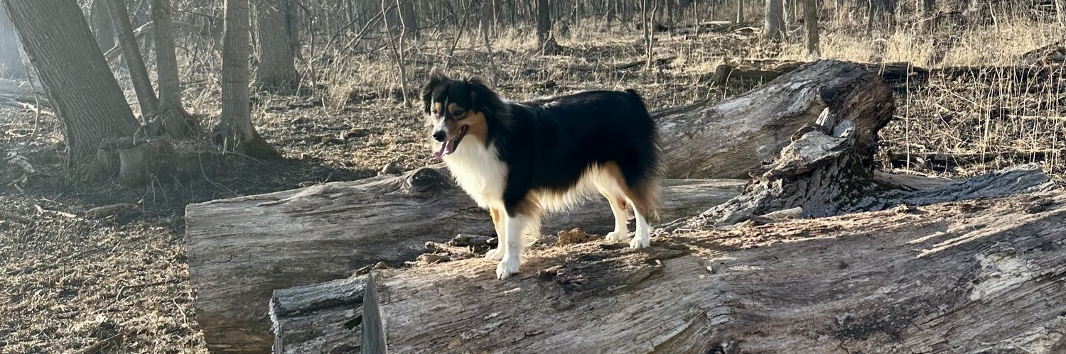 Michelle Alise banner