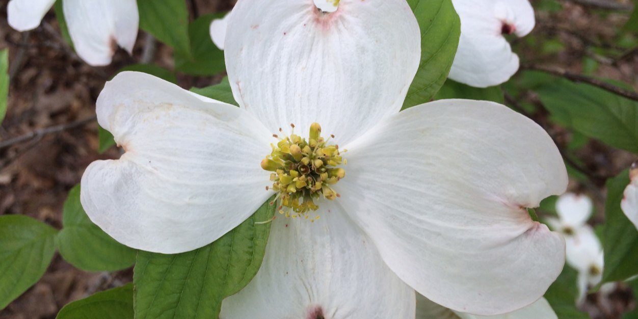 Heather Ruina-Isaacs banner