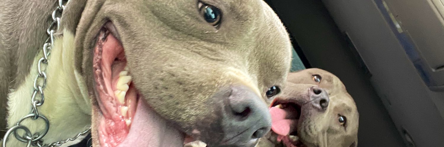 DCKINGTUT's profile banner image