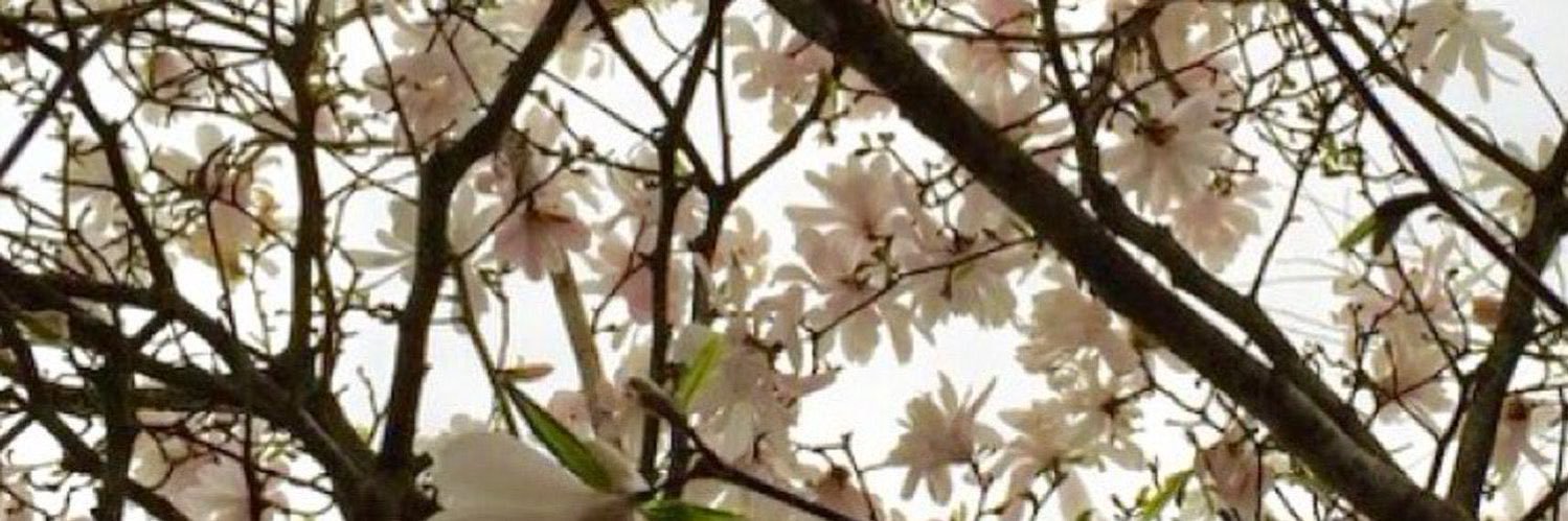 dylan's banner