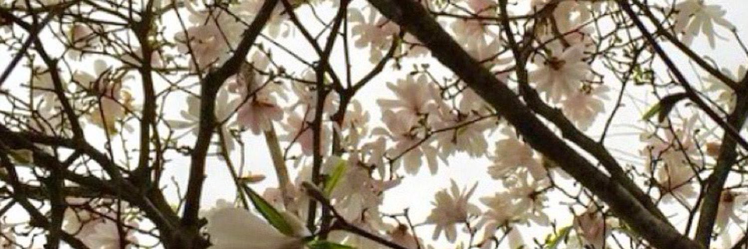 dylan banner