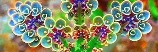 @cakikeith.bsky.social banner