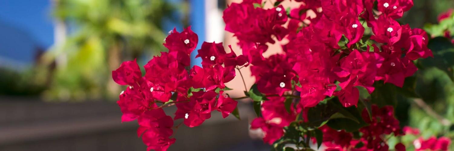 Plant Sciences banner