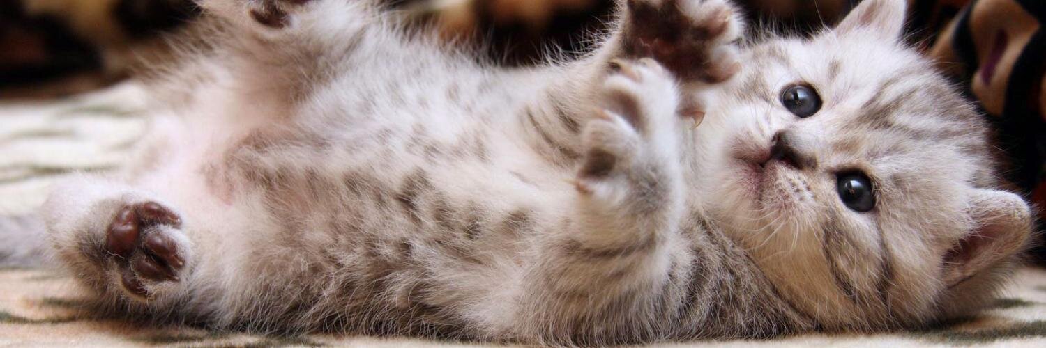 kittehCoinES's profile banner image