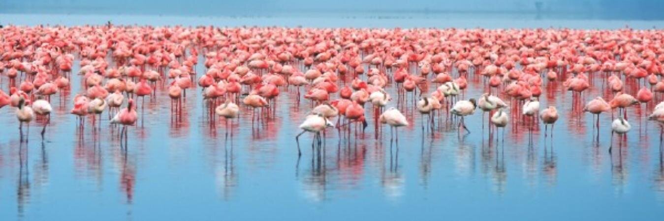 FlamingoInLove_'s profile banner image