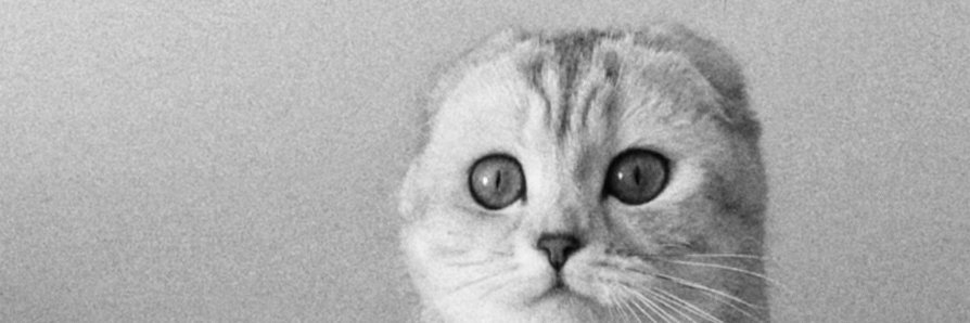 absintheyy's profile banner image