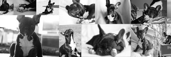 BeDogMyFriend's profile banner image
