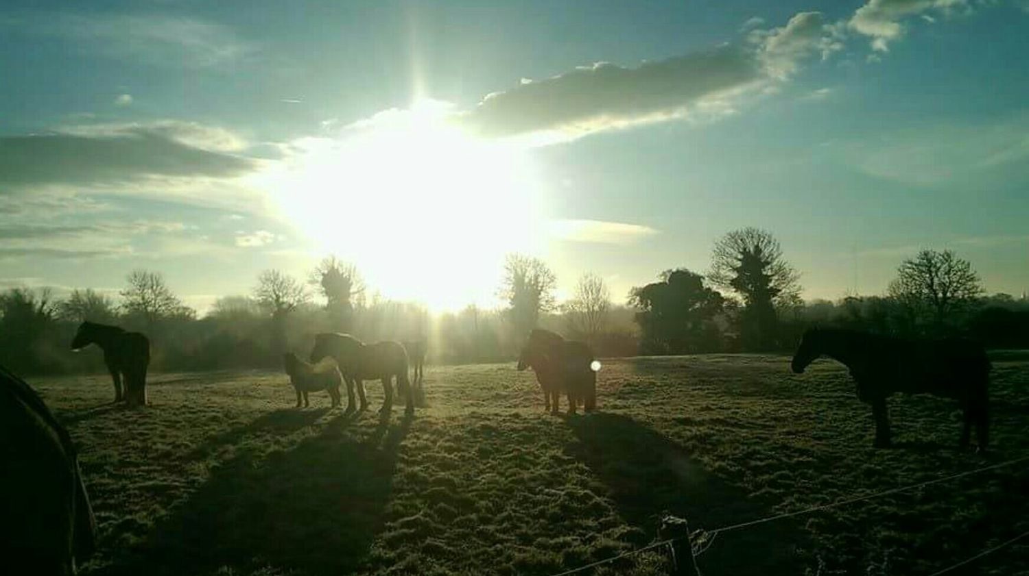 blackberystable's profile banner image