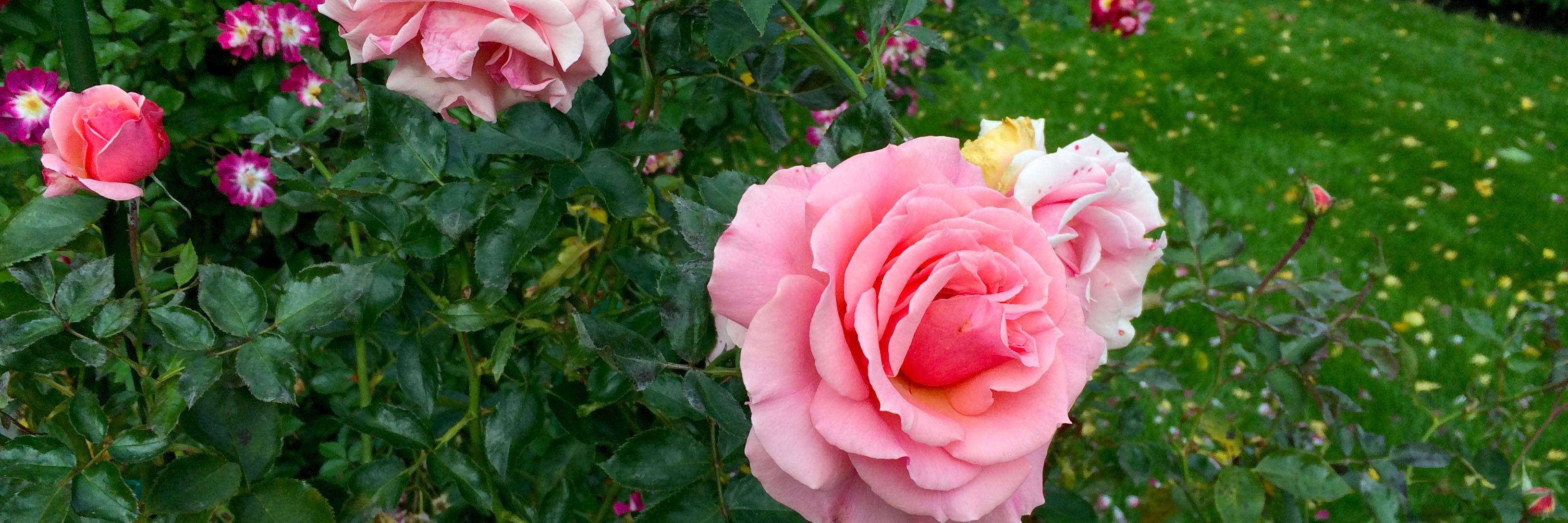 LindsHepler's profile banner image