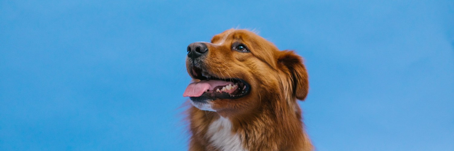marshallaross's profile banner image
