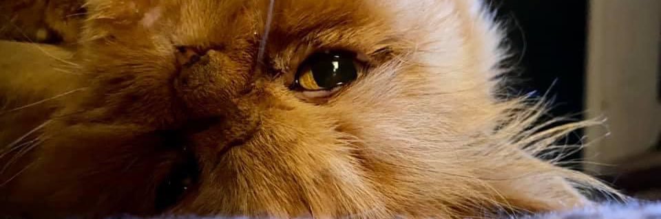 worstpenpal's profile banner image