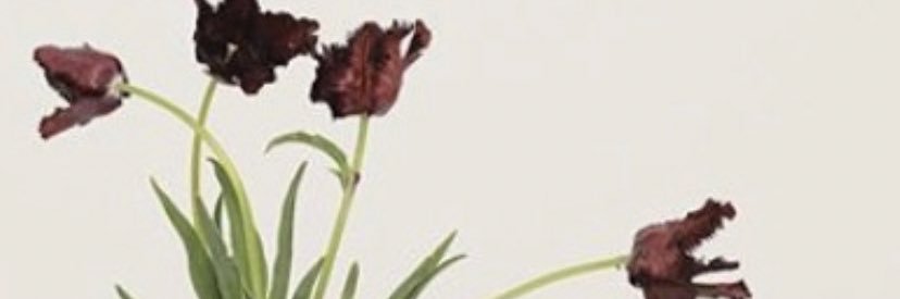 amandafim's profile banner image