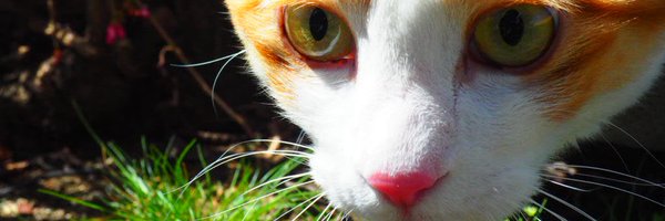 detec_28 Profile Banner