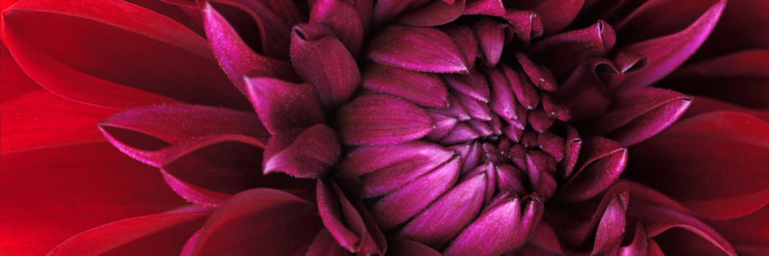 Zeccely's profile banner image