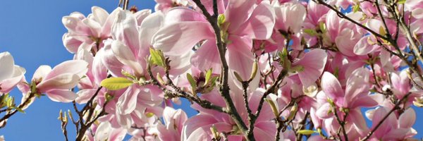 Mgikov Profile Banner