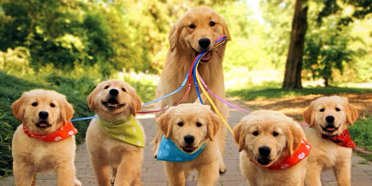 PuppiesYouNeed's profile banner image