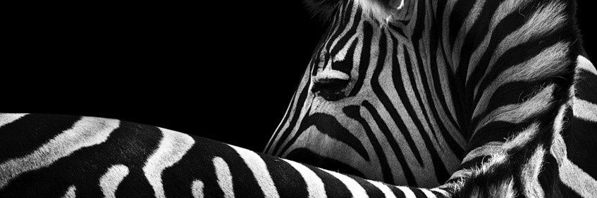 CebraPlus's profile banner image