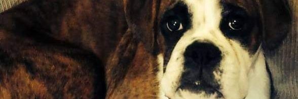 Hazeltwig's profile banner image