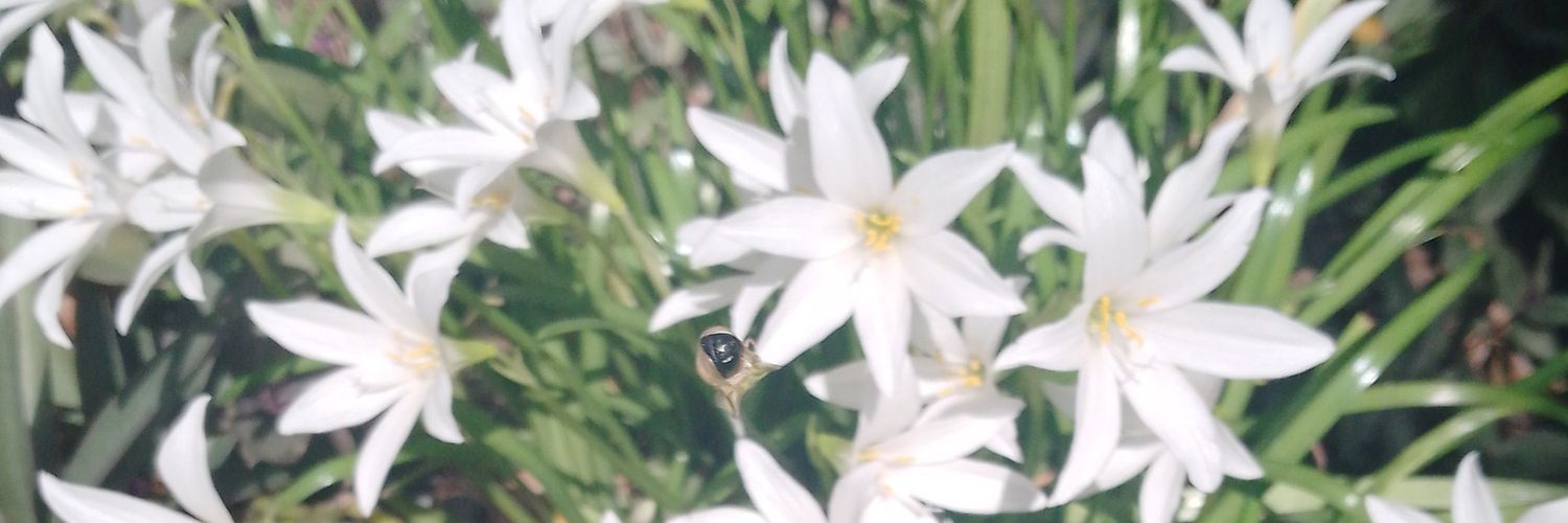 Zulay V. Trejo G. banner