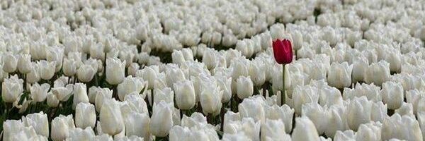 zarinahalid's profile banner image