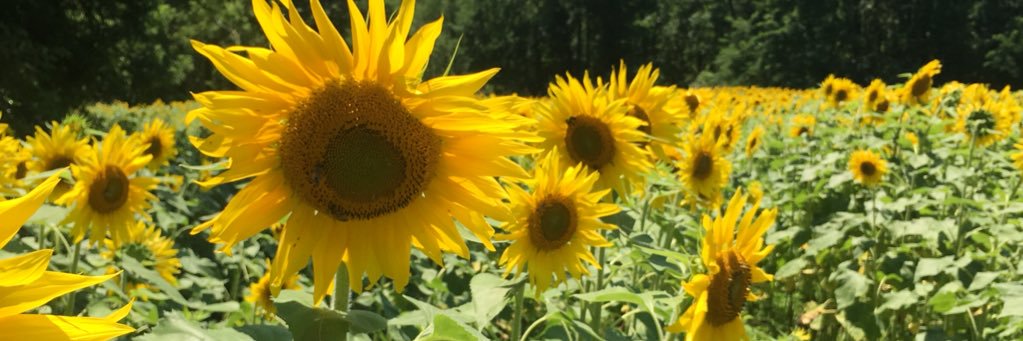 MShell_2's profile banner image