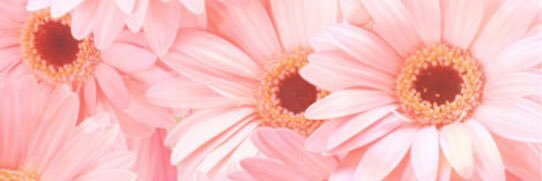 gailharvey's profile banner image