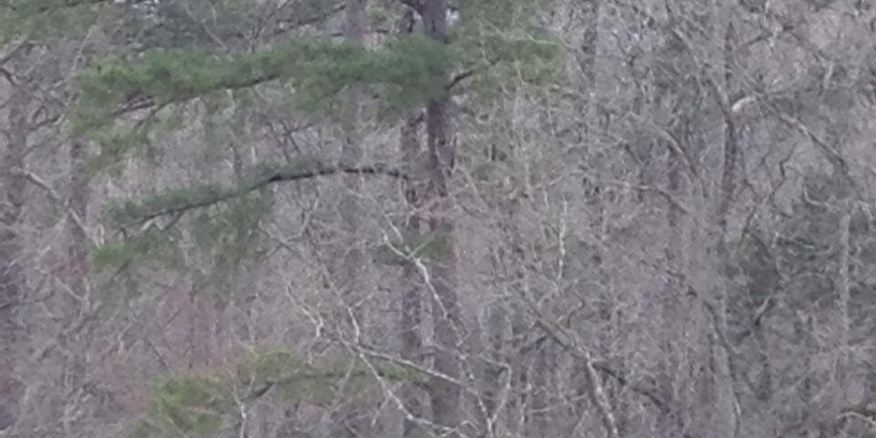 Treecologist1's profile banner image