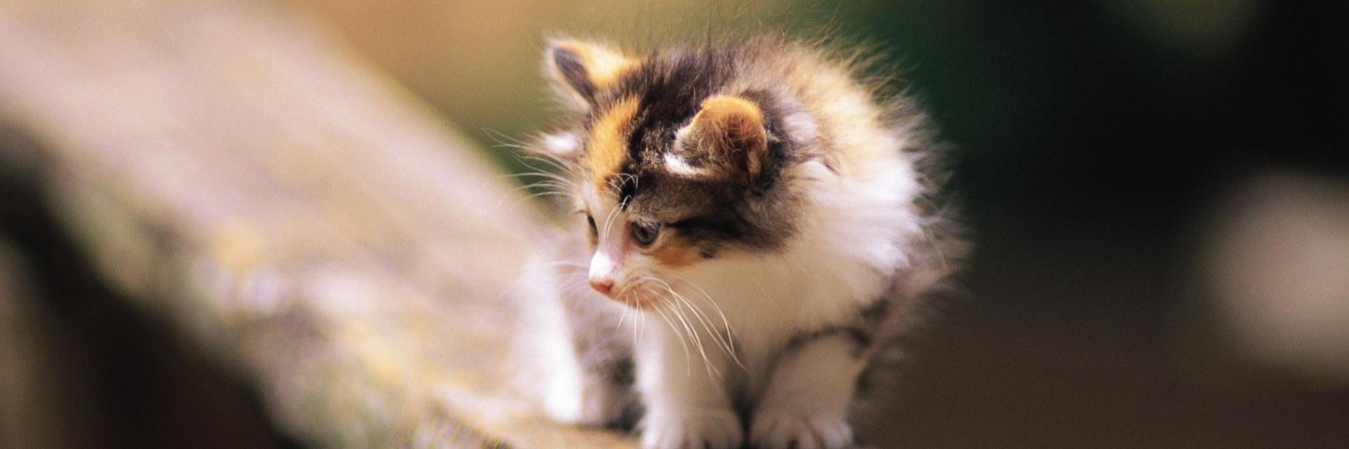 LilyRohini's profile banner image