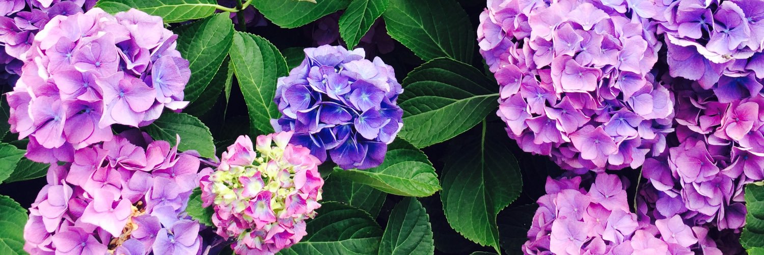 Naama_Hemo's profile banner image