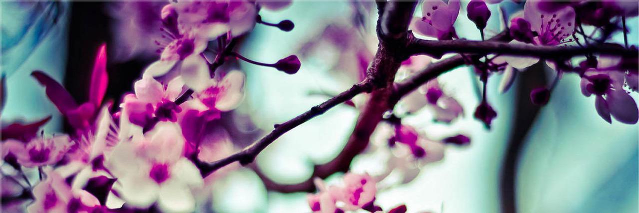 Sarahbeany's profile banner image