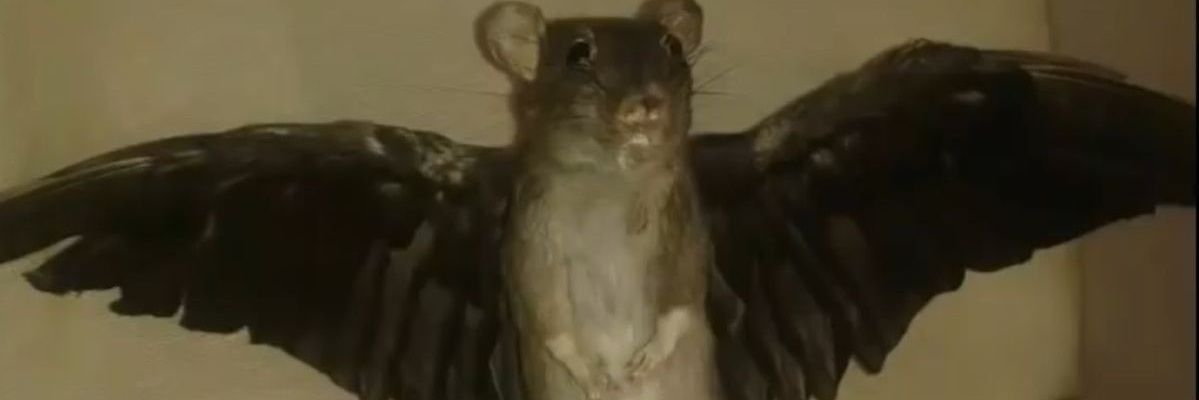 AlanMajki1's profile banner image