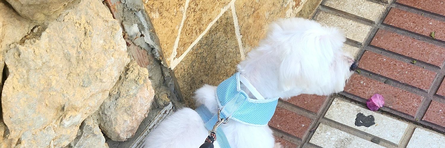 PaoyJackson_'s profile banner image