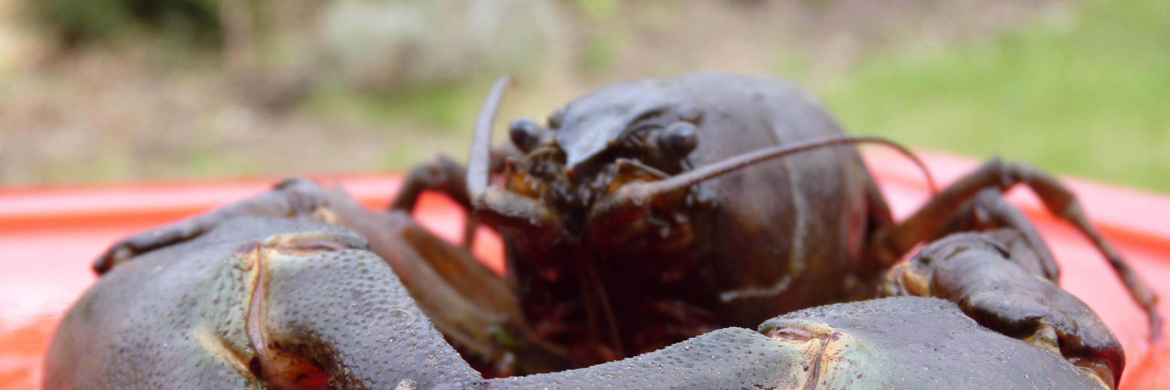 Abby crayfish Stancliffe-Vaughan banner