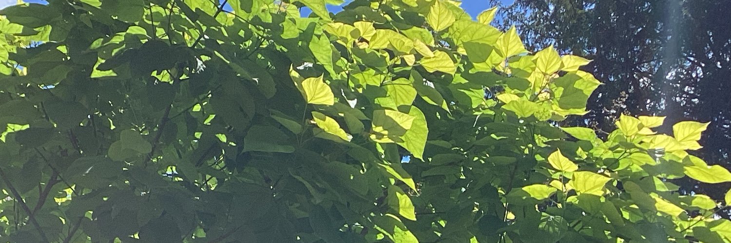 dadeldi's profile banner image